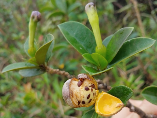 Brunfelsia lactea, photograph 1