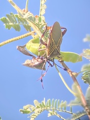 Pachylis neocalifornicus