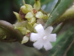 Lasianthus lanceolatus