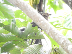 Turdus serranus