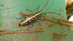 Taeniotes cayennensis