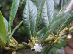 Lasianthus lanceolatus