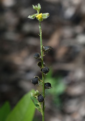 Crotalaria montana angustifolia