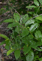 Crotalaria montana angustifolia