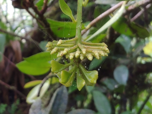 Shingleplant (Marcgravia sintenisii)