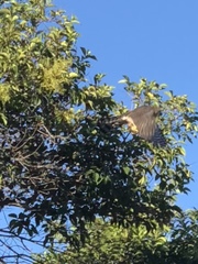 Accipiter cooperii