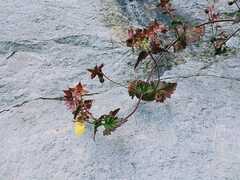 Calceolaria tripartita