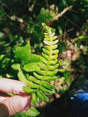 Blechnum hastatum