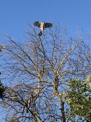 Accipiter cooperii