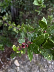 Gaultheria insana