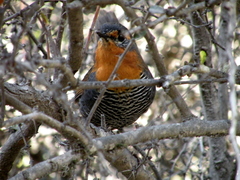 Scelorchilus rubecula