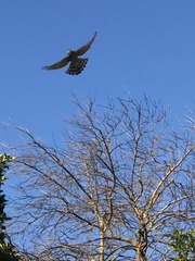 Accipiter cooperii
