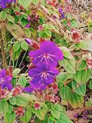 Pleroma heteromallum