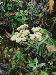 Eupatorium formosanum