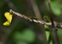 Dunbaria punctata