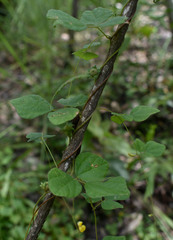 Dunbaria punctata