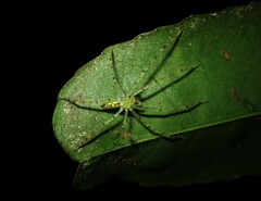 Anaptomecus
