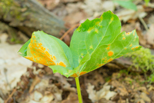Puccinia podophylli image