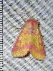 Psectrotarsia suavis