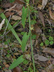 Ipomoea eriocarpa