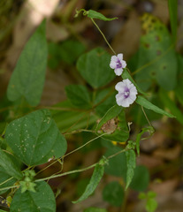 Ipomoea eriocarpa