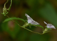 Ipomoea eriocarpa