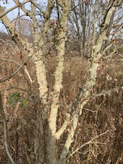 Zanthoxylum simulans