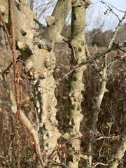 Zanthoxylum simulans