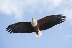 African Fish Eagle photo 3