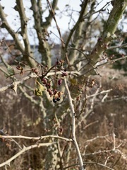 Zanthoxylum simulans