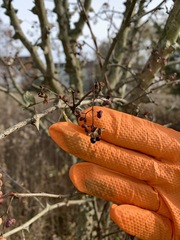 Zanthoxylum simulans