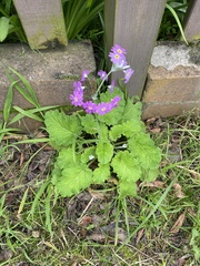 Primula malacoides