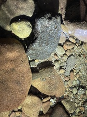 Dicamptodon tenebrosus