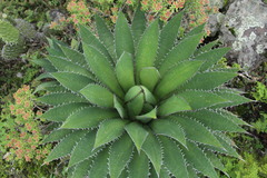 Agave horrida