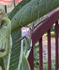 Stagmomantis carolina