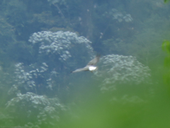 Geranoaetus albicaudatus
