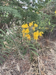 Caesalpinia