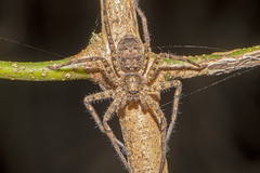 Heteropoda procera