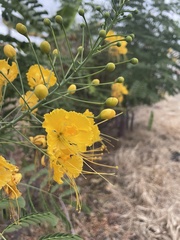 Caesalpinia