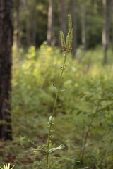 Physostegia digitalis
