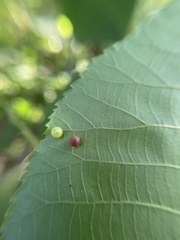 Caryomyia deflexipili