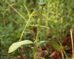 Physostegia digitalis