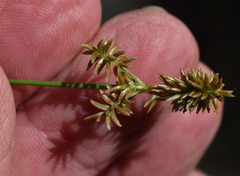 Cyperus scaber