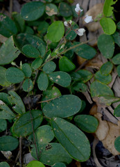 Pycnospora lutescens