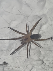 Filistata insidiatrix