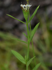 Pimelea cornucopiae