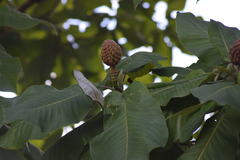 Magnolia dealbata