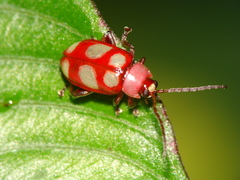 Omophoita sexnotata