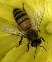 Apis mellifera