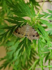 Mellilla xanthometata